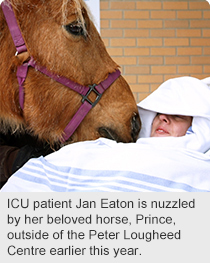 ICU patient Jan Eaton is nuzzled by her beloved horse, Prince, outside of the Peter Lougheed Centre earlier this year.