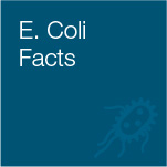 E. Coli Facts 
What is E. coli? 
E. coli is a bacteria that normally live in the
intestines of people and animals. Most E. coli
types are harmless but some can cause mild to
serious illness.
