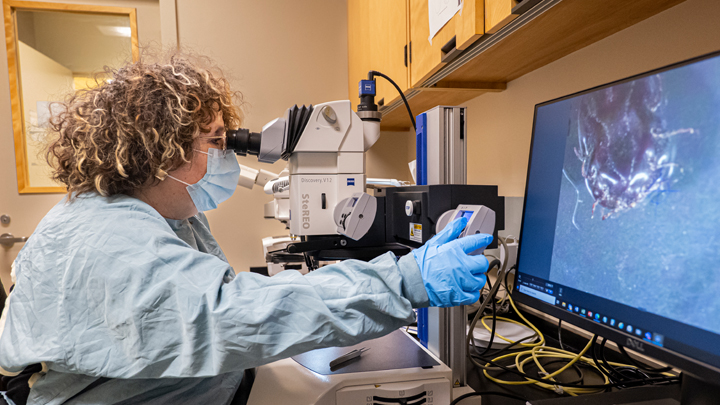 Alberta Precision Laboratories screens hundreds of ticks per month during spring and summer through Alberta’s Submit-a-Tick Program, which relies on voluntary submissions of ticks from Albertans.