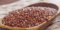 sorghum