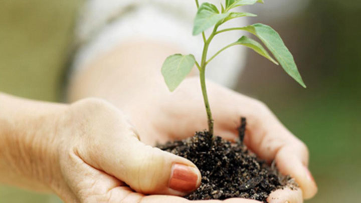 seedling in cupped hands