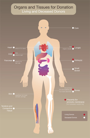 Organs and tissues for donation