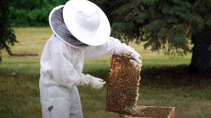 Beekeeping expert Enessa Habib performs her weekly check on the hives at Alberta Hospital Edmonton.