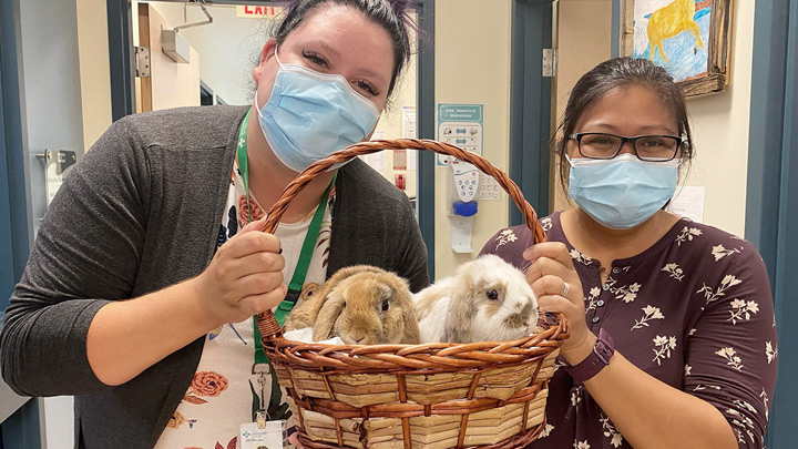 Recreation therapist Brooke Morin, left, and recreation therapy assistant Aleta Lazo take bunnies Marvin and Henry around to meet their fellow residents at Northwest Health Centre.