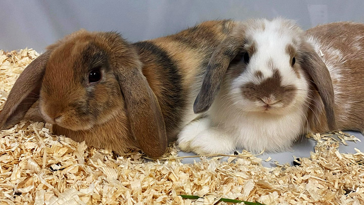 Marvin and Henry are two Mini Lop rabbits who brighten days for seniors at the Northwest Health Centre long term care unit in High Level.