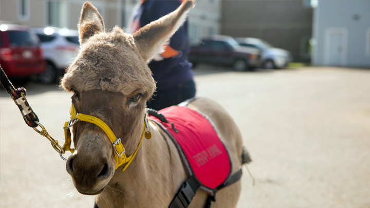 Phillipe Sombrero, a miniature donkey pal of Jasmine and Amanda Enmark (seen in photo above), is also a popular volunteer visitor at the Westlock Continuing Care Centre.