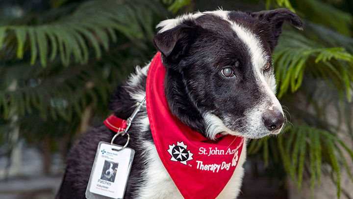 Patches, a six-year-old Border Collie, spent his first three-and-a-half years on a farm herding cattle and goats. Sadly, Patches lost his sight and retired from farm work. He was adopted by Glen Gross, moved to Edmonton, and has been working his second career as a therapy dog.