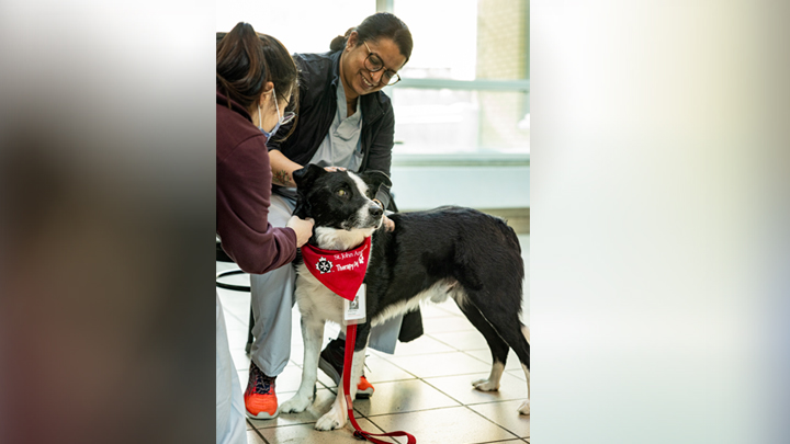 Patches is a crowd favourite at the Royal Alexandra Hospital in Edmonton.