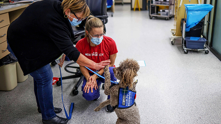 Sandy Polis, a volunteer at Red Deer Regional Hospital Centre, gets a high-five from Teddy the dog as part of pet visitation for staff during the pandemic.