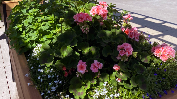 A planter in the south-facing gardens at South Health Campus during the height of summer.
