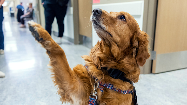 Ginger the therapy dog does her tail-wagging best to boost spirits at Strathcona Community Hospital.